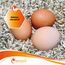 eivolution Hanfeinstreu mit Eukalyptus - 3 kg Ballen - Saugfähige, Geruchsbindende Einstreu für Hühner, Geflügel und Pferde