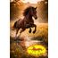 Scheidler horse-direkt MSM 1500 g Eimer (Methylsulfonylmethan) organischer Schwefel, hochrein, 34% Schwefel für Pferde, Ponys - inkl. Messlöffel