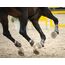 Scheidler horse-direkt MSM 1500 g Eimer (Methylsulfonylmethan) organischer Schwefel, hochrein, 34% Schwefel für Pferde, Ponys - inkl. Messlöffel