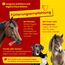 Scheidler horse-direkt Leinöl für Pferde, Hunde & Katzen 10 Liter – Mühlenfrisch kaltgepresstes Leinsamenöl ohne Zusätze – Reich an Omega 3 & 6 für Fellwechsel/Barf Öl – Aus Deutschland