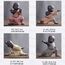 Pevfeciy Buddha Figur,Kung Fu Mönch Statuen,Zen Tischdeko Dekoration,Feng Shui DekoFiguren,Teetablett Ornamente,Desktop Deko Skulptur für Innen