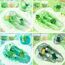 LAWOHO 6 Stück Farbverlauf Grünem Slime Set enthält Fluffy Cloud Wolkenschleim, Clear Slime & Butter Schleim, Schleim Kinder Party Geschenk, Geburtstag Weihnachten Geschenk für Mädchen, Jungen(Gemüse)