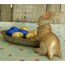 Werner Voss Osterhase mit Schale Hasenfigur Ostern Kartenhalter Hase Osterfigure Barrock Shabby Landhaus