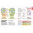 How the Brain Works: The Facts Visually Explained (How Things Work)