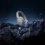 Bose QuietComfort Kabellose Kopfhörer mit Mikrofon und Noise-Cancelling, Bluetooth-Over-Ear-Kopfhörer, Audiophile Kopfhörer, On-Ear-Kopfhörer mit Noise-Cancelling, bis 24h Akkulaufzeit, Mondlichtgrau