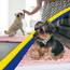 Muddy Mat® | Super Absorbent Door Mat Indoor, Microfiber Quick Dry Chenille Entryway Rug, Non-Slip Front Door Mat, Indoor Mats for Entryway, Machine Washable Pet Rug, Pink 24"x36"