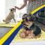 Muddy Mat® | Super Absorbent Door Mat Indoor, Microfiber Quick Dry Chenille Entryway Rug, Non-Slip Front Door Mat, Indoor Mats for Entryway, Machine Washable Pet Rug, Yellow 24"x36"