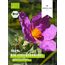 BIO Zistrosenkraut 200g - Cistus Incanus - 100% loses Zistrosenkraut, naturbelassen, geschnitten - Premium Bio-Qualität - per Hand geprüft und abgefüllt in Deutschland | Herzlich Natur
