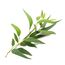 Eukalyptusöl BIO⎟30 ml Ätherisches Öl 100% Naturrein⎟Eucalyptus Radiata Inhalation Diffusion Aromatherapie Aroma Diffuser Naturkosmetik Erfrischend Befreiend verstopfte Nase Vegan⎟Bien-Être Mearome