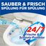 WC-Frisch Kraft Aktiv Duftspüler Frische Brise (2*50 g), WC Reiniger für Reinigung bei jeder Spülung, Duftsteine für langanhaltend frischen Duft, + 50 % Anti-Kalk Effekt*
